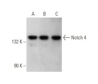 Notch 4 Antibody (A-12) - Western Blotting - Image 352769 