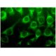 Notch 4 Antibody (C-3) - Immunofluorescence - Image 296780 