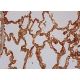 Notch 4 Antibody (C-3) - Immunohistochemistry - Image 370348