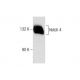 Notch 4 Antibody (C-3) - Western Blotting - Image 284443 