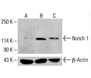 Notch1 Antibody (A-8) - Western Blotting - Image 414767