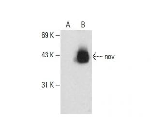 nov Antibody (F-11) - Western Blotting - Image 127602