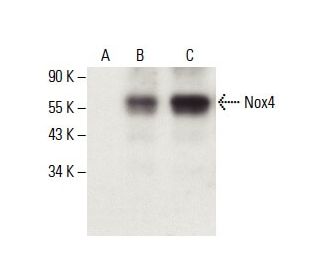 Nox4 Antibody (C-3) - Western Blotting - Image 396352Each CRISPR/Cas9 Knockout (KO) Plasmid product consists of a pool of 3 plasmids designed to ensure identification and cleavage of a specific gene for maximum knockout efficiency. Each plasmid encodes a unique 20 nt sequence derived from the GeCKO (v2) library.