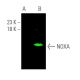 NOXA Antibody (F-3) - Western Blotting - Image 370690 