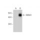 NOXA1 Antibody (H-6) - Western Blotting - Image 309714