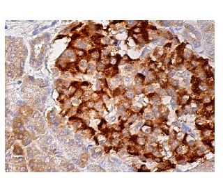 NP2 Antibody (G-9) - Immunohistochemistry - Image 159058 