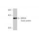 NPAS4 Antibody (4E4) - Western Blotting - Image 350359