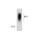 NPC1 Antibody (E-9) - Western Blotting - Image 132739