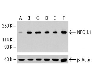 NPC1L1 Antibody (G-1) - Western Blotting - Image 413774