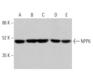 NPP6 Antibody (G-9) - Western Blotting - Image 371286 