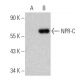 NPR-C Antibody (B-9) - Western Blotting - Image 360605