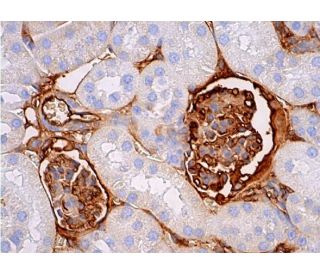 NPR-C Antibody (E-5) - Immunohistochemistry - Image 380134 