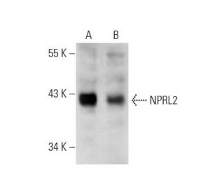 NPRL2 Antibody (H-8) - Western Blotting - Image 129752 