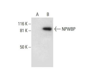 NPWBP Antibody (F-1) - Western Blotting - Image 297606