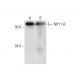 NPY1-R Antibody (E-4) - Western Blotting - Image 292993 