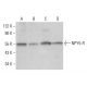 NPY5-R Antibody (H-4) - Western Blotting - Image 379955