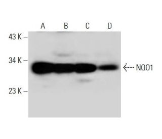 NQO1 Antibody (A-5) - Western Blotting - Image 297954 