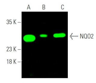 NQO2 Antibody (A-5) - Western Blotting - Image 369728