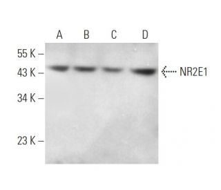 NR2E1 Antibody (B-10) - Western Blotting - Image 371675 