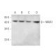 NR2E1 Antibody (B-10) - Western Blotting - Image 371675 