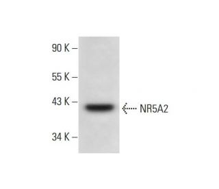 NR5A2 Antibody (B-8) - Western Blotting - Image 294808Each CRISPR/Cas9 Knockout (KO) Plasmid product consists of a pool of 3 plasmids designed to ensure identification and cleavage of a specific gene for maximum knockout efficiency. Each plasmid encodes a unique 20 nt sequence derived from the GeCKO (v2) library.