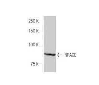 NRAGE Antibody (AK47) - Western Blotting - Image 53934 