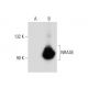 NRAGE Antibody (AK47) - Western Blotting - Image 134912