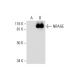 NRAGE Antibody (F-9) - Western Blotting - Image 294494