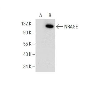 NRAGE Antibody (H-7) - Western Blotting - Image 304967 