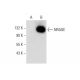 NRAGE Antibody (H-7) - Western Blotting - Image 304966