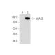 NRAGE Antibody (H-7) - Western Blotting - Image 304967 