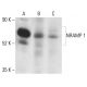 NRAMP 1 Antibody (E-2) - Western Blotting - Image 401914 