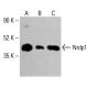 Nrdp1 Antibody (A-6) - Western Blotting - Image 414375 