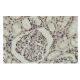NRF-1 Antibody (147.1) - Immunohistochemistry - Image 36292 