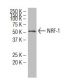 NRF-1 Antibody (147.1) - Western Blotting - Image 34464 