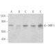 NRF-1 Antibody (147.1) - Western Blotting - Image 366612
