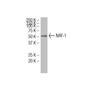 NRF-1 Antibody (147.1) - Western Blotting - Image 34464Each CRISPR/Cas9 Knockout (KO) Plasmid product consists of a pool of 3 plasmids designed to ensure identification and cleavage of a specific gene for maximum knockout efficiency. Each plasmid encodes a unique 20 nt sequence derived from the GeCKO (v2) library. 