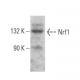 Nrf1 Antibody (E-4) - Western Blotting - Image 355275 