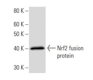 Nrf2 Antibody (437C2a) - Western Blotting - Image 16723