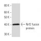 Nrf2 Antibody (437C2a) - Western Blotting - Image 16723