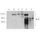 Nrf2 Antibody (H-10) - Western Blotting - Image 388801 