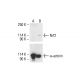 Nrf2 Antibody (H-10) - Western Blotting - Image 412080