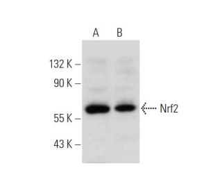 Nrf2 Antibody (A-10) - Western Blotting - Image 320953