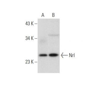 Nrl Antibody (F-2) - Western Blotting - Image 300494 