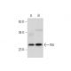 Nrl Antibody (F-2) - Western Blotting - Image 300494 