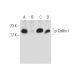 NSC 95397: sc-203654. Western blot analysis of Cofilin 1 phosphorylation in K-562 (A), lambda phosphatase (sc-200312) trea 