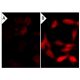NSC 95397: sc-203654. Immunofluorescence staining of methanol-fixed lambda protein phosphatase (sc-200312A) treated (A,B)