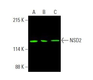 NSD2 Antibody (G-12) - Western Blotting - Image 396043