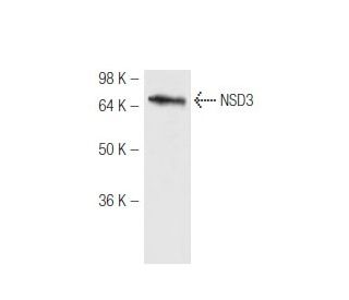 NSD3 Antibody (2E9) - Western Blotting - Image 47894 