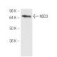 NSD3 Antibody (2E9) - Western Blotting - Image 47894 